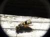 Ancistrocerus sp.
